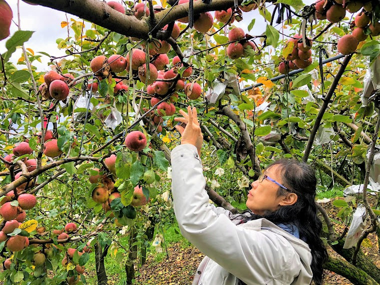 季節限定福壽山農場開放採蘋果
